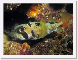 IMG_8258-crop * Black-blotched Porcupinefish (Diodon liturosus) * 2764 x 2073 * (1.27MB)