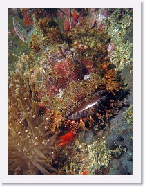 IMG_8270-crop * Bearded Scorpionfish (Scorpaenopsis barbatus) * 2154 x 2872 * (1.78MB)