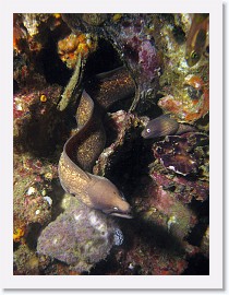 IMG_8275-crop * White-Eyed Moray (Siderea thysoidea) * 1841 x 2454 * (1.14MB)