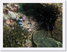 IMG_8279-crop * Banded Sea Snake (Laticauda colubrina) * 2295 x 1721 * (979KB)