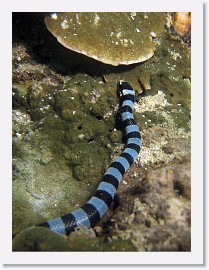 IMG_8281-crop * Banded Sea Snake (Laticauda colubrina) * 1802 x 2403 * (1004KB)