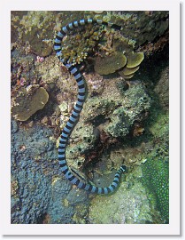 IMG_8282-crop * Banded Sea Snake (Laticauda colubrina) * 2018 x 2691 * (1.89MB)