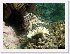 IMG_8284-crop * Glossodoris atromarginata * 2412 x 1809 * (886KB)