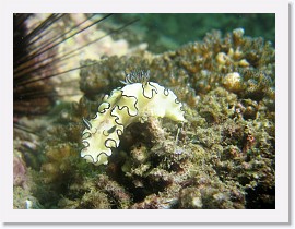 IMG_8285-crop * Glossodoris atromarginata * 2544 x 1908 * (926KB)