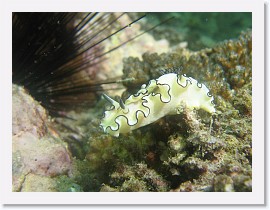 IMG_8290-crop * Glossodoris atromarginata * 2448 x 1836 * (790KB)