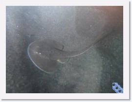 MVI_9961 * VIDEO: Baby Thornback Ray * 160 x 120 * (3.15MB)