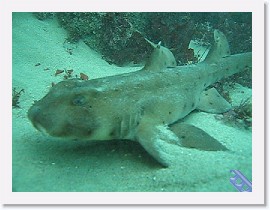 MVI_2917 * VIDEO: Horn Shark chase * 1 x 1 * (10.54MB)