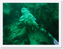 SwellShark-MVI_5717 * VIDEO * 1 x 1 * (16.19MB)