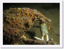 IMG_6136-crop * Sheep crab (Loxorhynchus grandis) * 3039 x 2279 * (811KB)