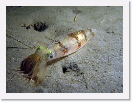 IMG_6137-crop * California Market squid (Loligo opalescens) * 2700 x 2025 * (1.16MB)