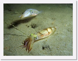 IMG_6138-crop * California Market squid (Loligo opalescens) * 2796 x 2097 * (1.13MB)