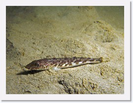 IMG_6152-crop * Juvenile Ling Cod (Ophiodon elongatus) * 2324 x 1743 * (835KB)