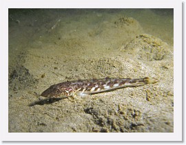 IMG_6153-crop * Juvenile Ling Cod (Ophiodon elongatus) * 2536 x 1902 * (908KB)