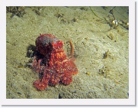 IMG_6161-crop * Red Octopus (Octopus rubescens) * 2298 x 1724 * (903KB)