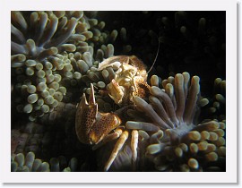 IMG_6954-crop * Porcelain Crab * 2656 x 1992 * (1.11MB)