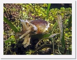 IMG_6968-crop * Cuttlefish * 2613 x 1960 * (1.78MB)