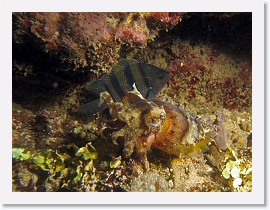 IMG_6975-crop * Cuttlefish * 2424 x 1818 * (1.49MB)