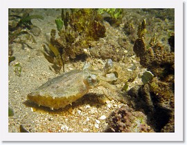 IMG_6984-crop * Cuttlefish * 2676 x 2007 * (1.82MB)