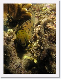 IMG_7001-crop * Fimbriated Moray (Gymnothorax fimbriatus) * 1836 x 2448 * (1.29MB)