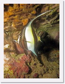 IMG_7023-crop * Young Moorish Idol (Zanclus cornutus) * 2448 x 3264 * (2.27MB)