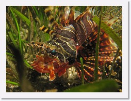 IMG_7065-crop * Zebra Lionfish (Dendrochirus zebra) * 2840 x 2130 * (1.78MB)