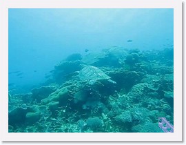 MVI_7508-Turtle * VIDEO: Sea Turtle * 1 x 1 * (13.12MB)