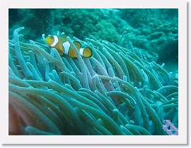 MVI_7615-Clownfish * VIDEO: Clown Anemonefish * 1 x 1 * (6.7MB)