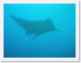 IMG_7101-crop * Giant Manta (Manta birostris) * 3045 x 2284 * (1.52MB)