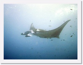 IMG_7102-crop * Giant Manta (Manta birostris) * 2900 x 2175 * (2.53MB)