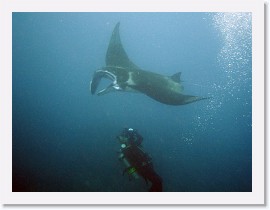 IMG_7104-crop * Giant Manta (Manta birostris) * 3264 x 2448 * (2.42MB)