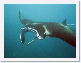 IMG_7105-crop * Giant Manta (Manta birostris) * 2912 x 2184 * (2.08MB)