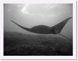 IMG_7116-crop * Giant Manta (Manta birostris) * 3264 x 2448 * (1.4MB)