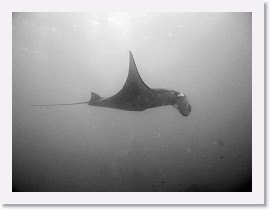 IMG_7128-crop * Giant Manta (Manta birostris) * 3264 x 2448 * (1.47MB)