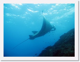 IMG_7139-crop * Giant Manta (Manta birostris) * 3264 x 2448 * (1.67MB)