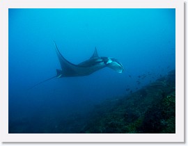 IMG_7148-crop * Giant Manta (Manta birostris) * 3264 x 2448 * (1.94MB)