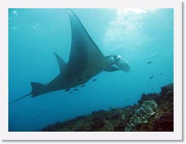 IMG_7149-crop * Giant Manta (Manta birostris) * 3264 x 2448 * (1.95MB)