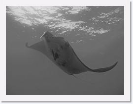 IMG_7162-crop * Giant Manta (Manta birostris) * 3264 x 2448 * (1.27MB)