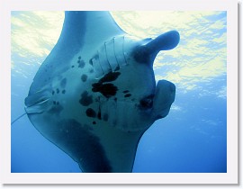 IMG_7163-crop * Giant Manta (Manta birostris) * 3264 x 2448 * (1.88MB)