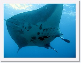 IMG_7164-crop * Giant Manta (Manta birostris) * 3264 x 2448 * (1.71MB)