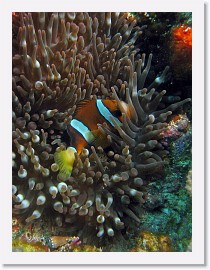 IMG_7181-crop * Clark's Anemonefish (Amphiprion clarkii) * 1404 x 1872 * (872KB)