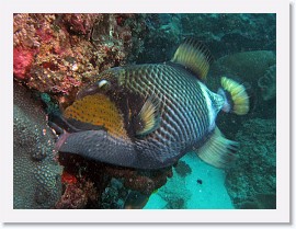 IMG_7194-crop * Titan Triggerfish (Balistoides viridescens) * 2871 x 2153 * (2.25MB)