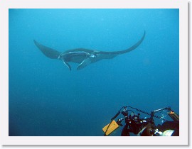 IMG_7223-crop * Giant Manta (Manta birostris) * 3264 x 2448 * (2.3MB)