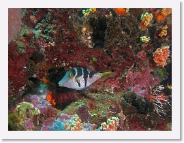 IMG_7321-crop * Black-Saddled Toby (Canthigaster valentini) * 2752 x 2064 * (1.96MB)