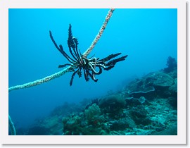 IMG_7439 * Feathered Crinoid on Whip Coral * 3264 x 2448 * (1.43MB)