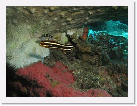 IMG_7447-crop * Juvenile Striped Sweetlips (Plectorhinchus lessonii) * 2694 x 2021 * (1.63MB)