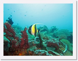 IMG_7470-crop * Moorish Idol (Zanclus cornutus) * 2976 x 2232 * (1.74MB)