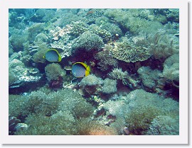 IMG_7476-crop * Black-Backed Butterflyfish (Chaetodon melannotus) * 2859 x 2144 * (2.68MB)