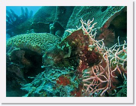 IMG_7519-crop * Leaf Scorpionfish (Taenianotus tricanthus) * 2772 x 2079 * (2.06MB)