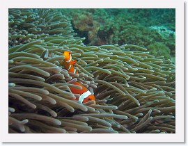 IMG_7610-crop * False Clown Anemonefish (Amphiprion ocellaris) * 2682 x 2012 * (1.69MB)