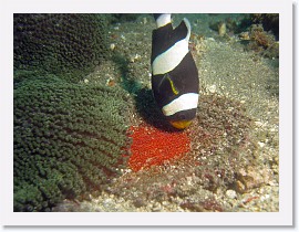 IMG_7634-crop * Saddleback Anemonefish (Amphiprion polymnus) * 2580 x 1935 * (1.71MB)